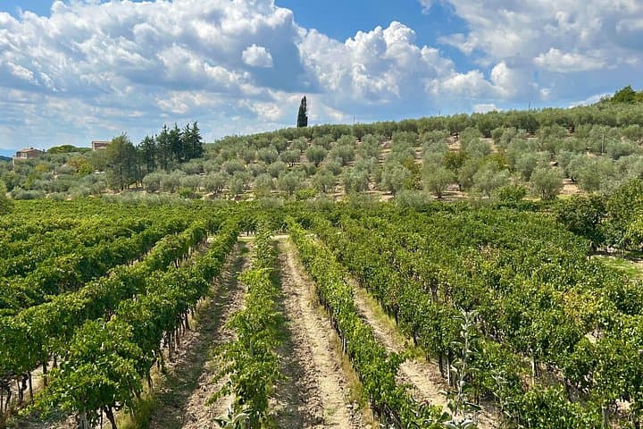 Tuscan Olive Oil Experience at a Family Mill