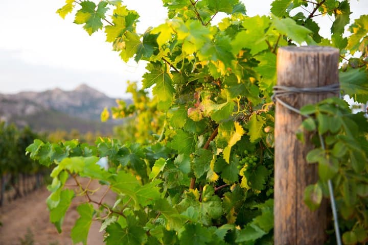 Winery, a taste of Sardinia - Italy