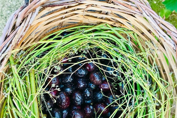 Olive Oil Tasting and Farm Tour in a Regenerative Sicilian Farm