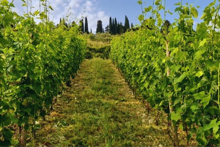 Tasting in the Farm of Wines Oil and Local Products