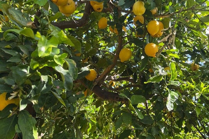 limoncello tour and Sicilian bbq