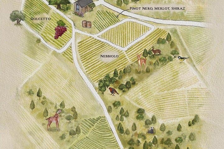 Winery Tour and Wine Tasting in Diano d'Alba with Barolo