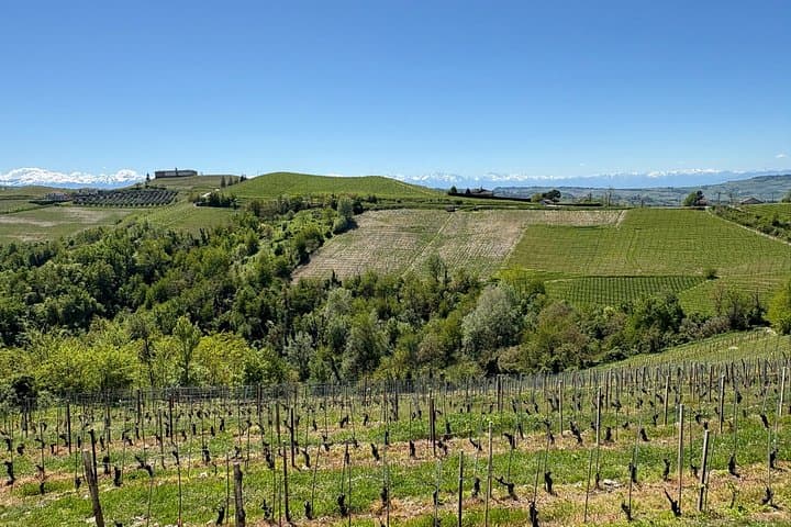 Winery Tour and Wine Tasting in Diano d'Alba with Barolo