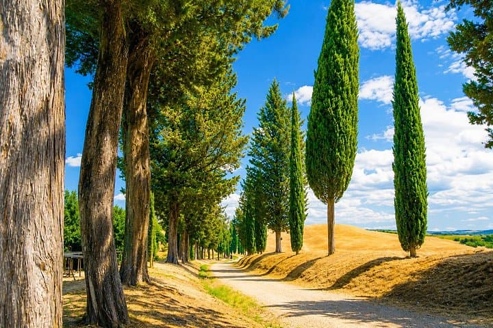 From Florence: San Gimignano, Wine Tasting & Cooking Class