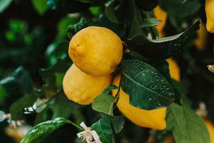 Pompeii and Sorrento Coast from Rome with Limoncello Farm Visit