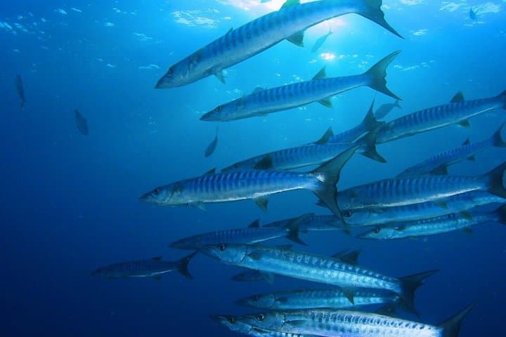 Villasimius Snorkeling Tour in Capo Carbonara