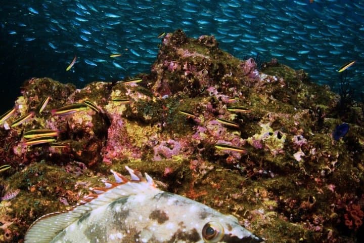 Villasimius Snorkeling Tour in Capo Carbonara