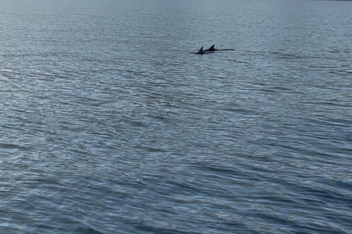 Dolphin Sighting Boat Tour from Giardini Naxos