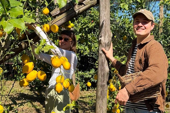Sorrento: Lemon Grove Visit & Limoncello Tasting