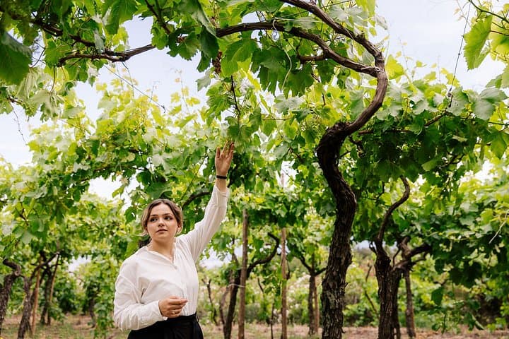 Lunch & Wine Tasting in the National Park of Mt Vesuvius