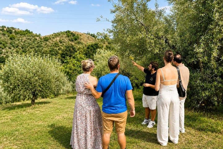 Lake Garda Olive Oil Tour & Tasting with Panoramic Views