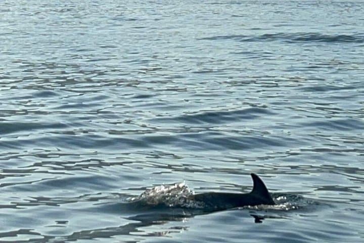 Dolphin Sighting Boat Tour from Giardini Naxos
