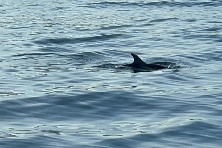 Dolphin Sighting Boat Tour from Giardini Naxos