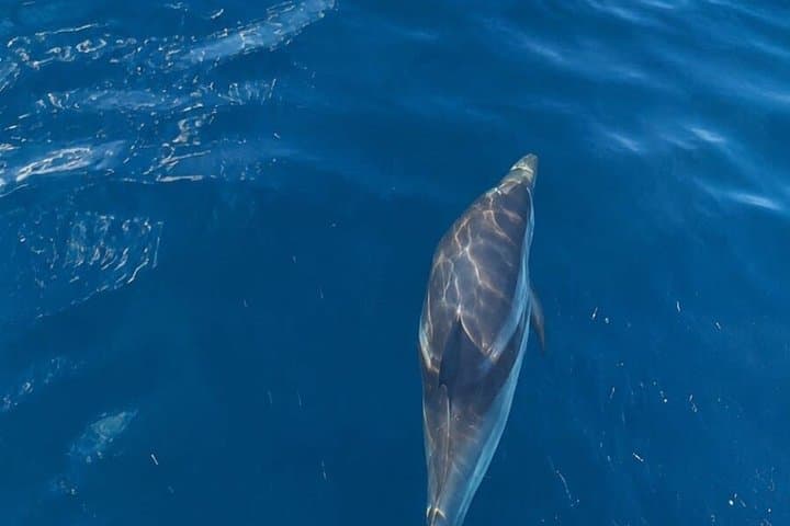 Dolphin Sighting Boat Tour from Giardini Naxos