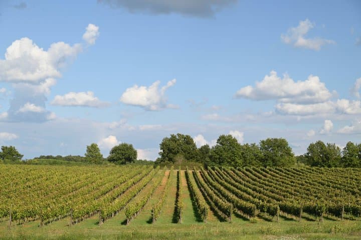 Truffle Trail and a Taste of Tuscany