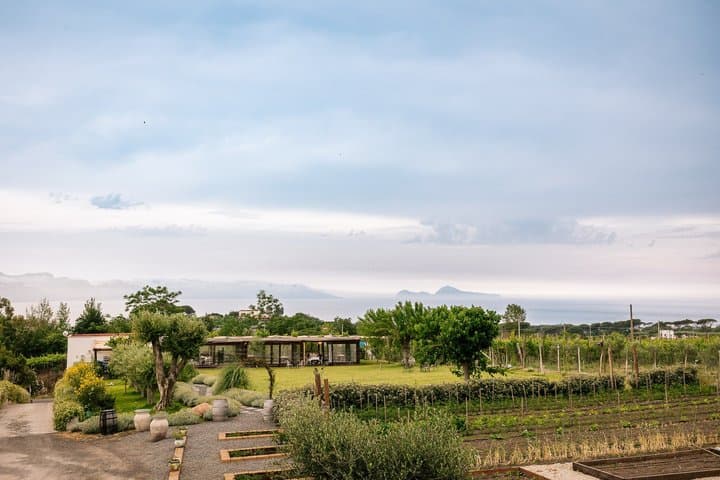 Pompeii Tour & Lunch with Wine Tasting Experience