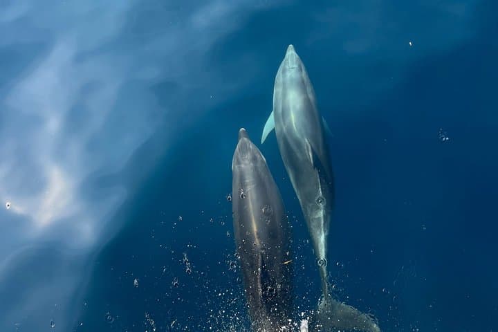 Golfo Aranci tour 3h private sailboat dolphins and aperitif