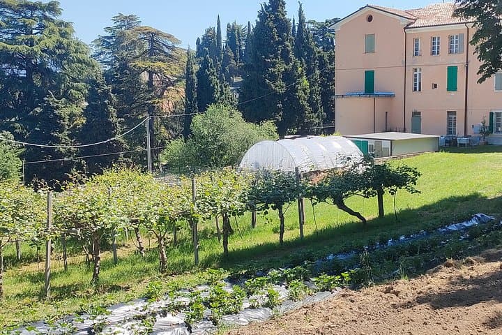 Vineyard Tour and 5 Wine Tasting in the Bardolino Hills