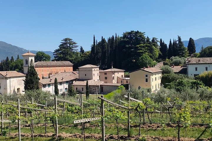Vineyard Tour and 5 Wine Tasting in the Bardolino Hills
