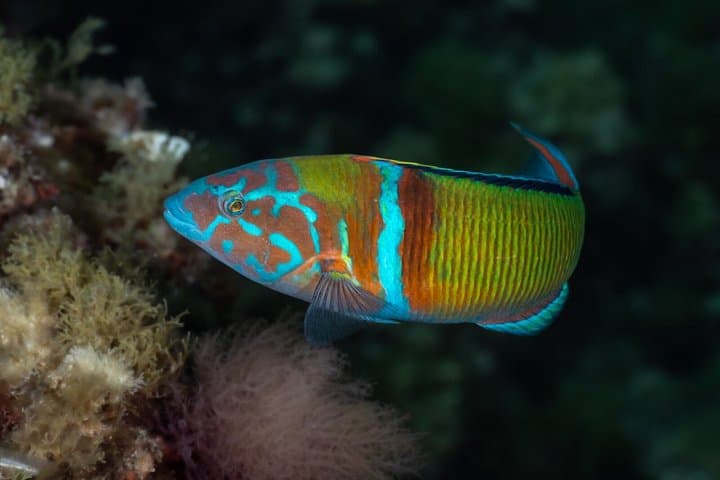 Snorkeling Boat Trip in the Portofino Marine Protected Area
