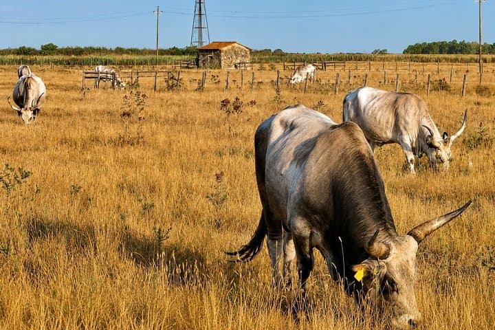 Maremma Regional Park And Guided Virtual Bike Tour