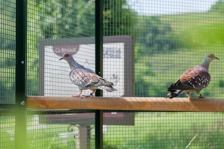 Experience in Nature in the Educational Farm in Soave