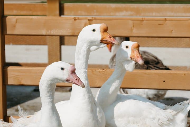 Experience in Nature in the Educational Farm in Soave