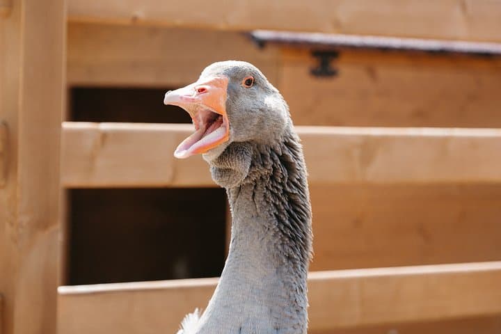 Experience in Nature in the Educational Farm in Soave