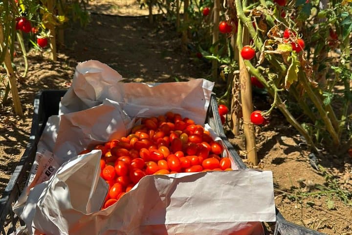 From Rome to the Amalfi Coast Ravello Cooking Class in Vietri