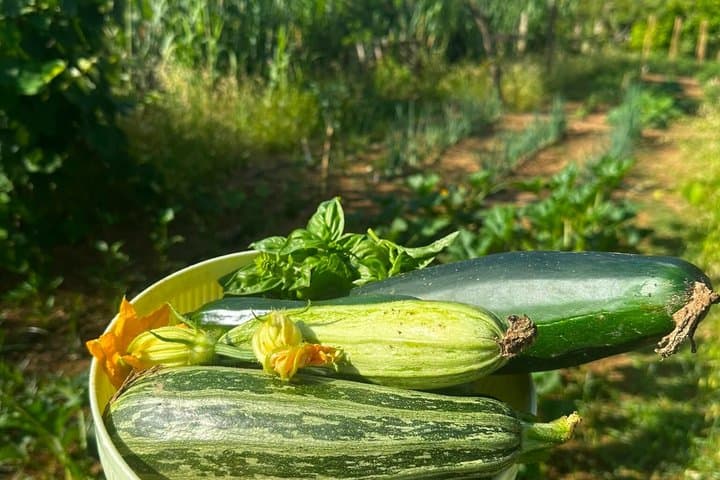 From Rome to the Amalfi Coast Ravello Cooking Class in Vietri