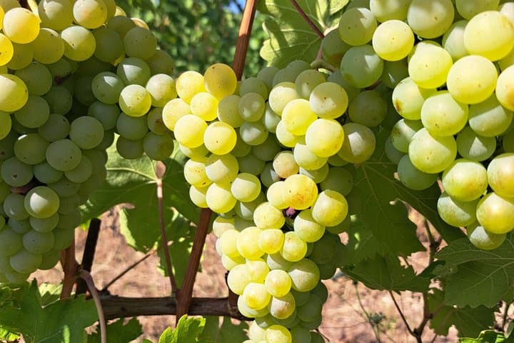 Wine Tour and Tasting at Le Marche's Oldest Wine Estate