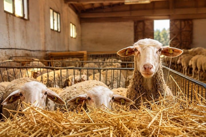 Farm Tour with Pecorino to Ricotta Craft Beer Tasting near Pienza