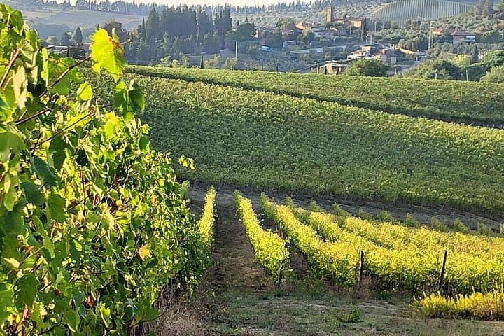 Wine Tasting of Chianti Olive Oil and Winery Visit
