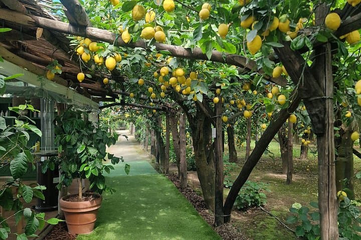 Lemon Grove Tour
