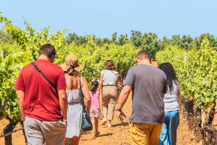 Alghero: guided tour of the winery with wine tasting