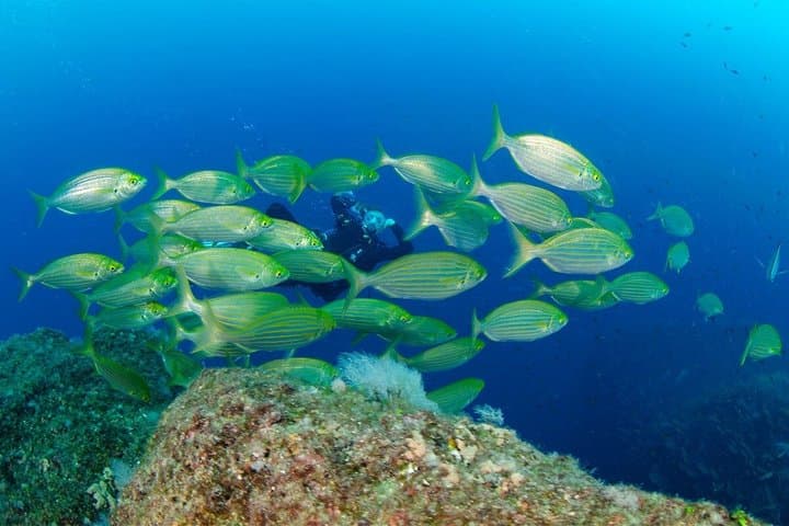 Sorrento Morning RIB Snorkel: 2 Spots with a Marine Biologist