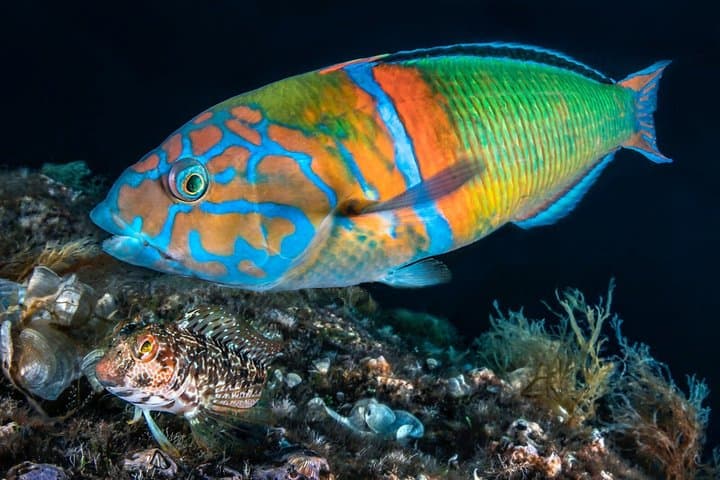 Sorrento Morning RIB Snorkel: 2 Spots with a Marine Biologist
