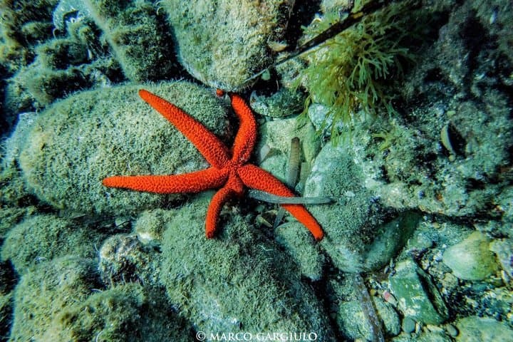 Sorrento Morning RIB Snorkel: 2 Spots with a Marine Biologist