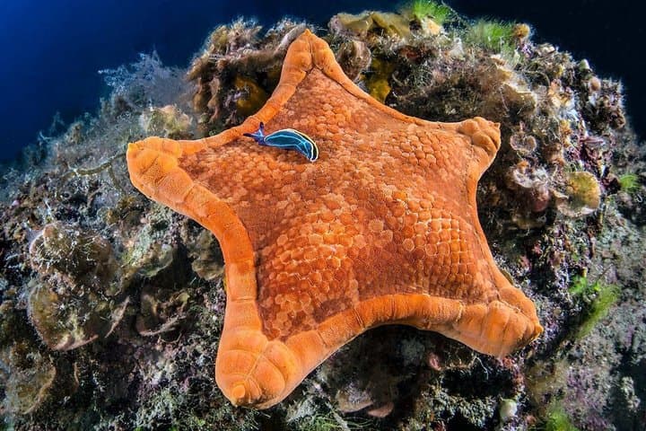 Discover Sorrento Underwater: 3 - Hour PADI Afternoon Try Dive