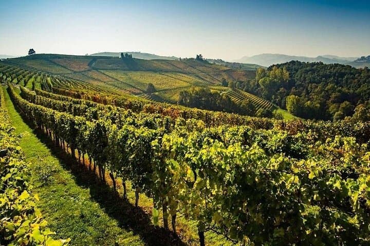 Valpolicella Wine and Olive Oil Tasting with Lunch from Verona