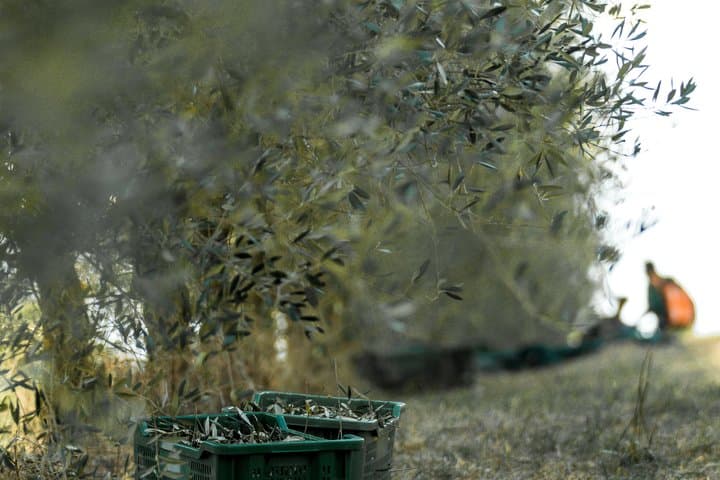 Olive experience Walk among the olive trees with tasting