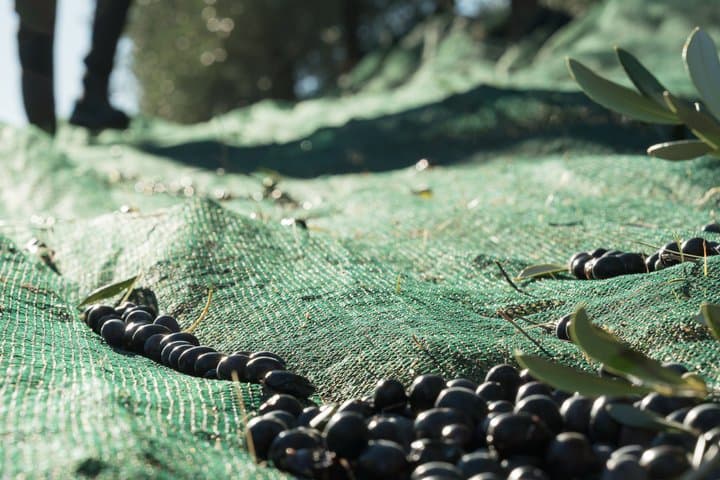 Olive experience Walk among the olive trees with tasting