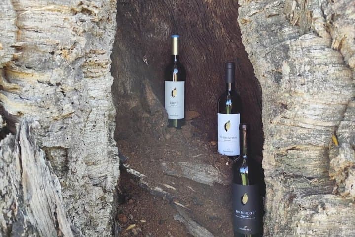 Winery tour and wine tasting in Maremma - Grosseto