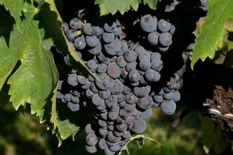 Umbria Wine and Olive Oil Tour with light lunch