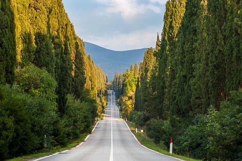 Bolgheri Avenue