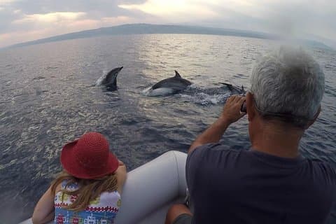 Dolphin Watching & Conservation - Dolphins in the Gulf of Catania