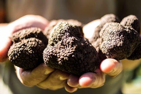 Truffle hunting near Rome with 7-course lunch