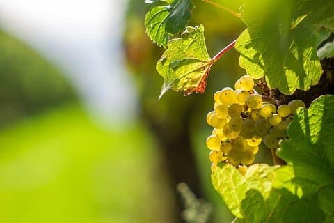GRAPES