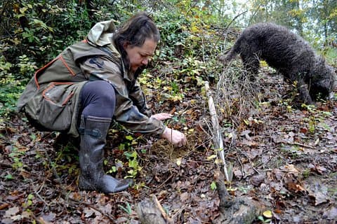 Full-Day Small-Group Truffle Hunting in Tuscany with Lunch