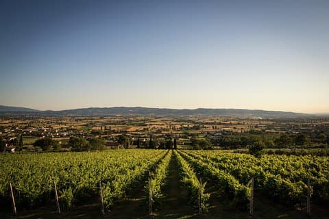 Organic Winery tour with Full Lunch from Assisi
